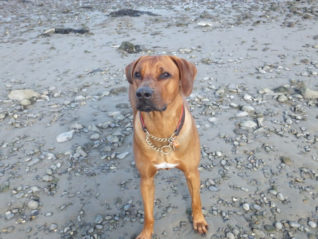 Re: Quick question about half check collars... Re: Quick question about half check collars...