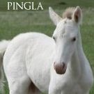 Pingla Avatar