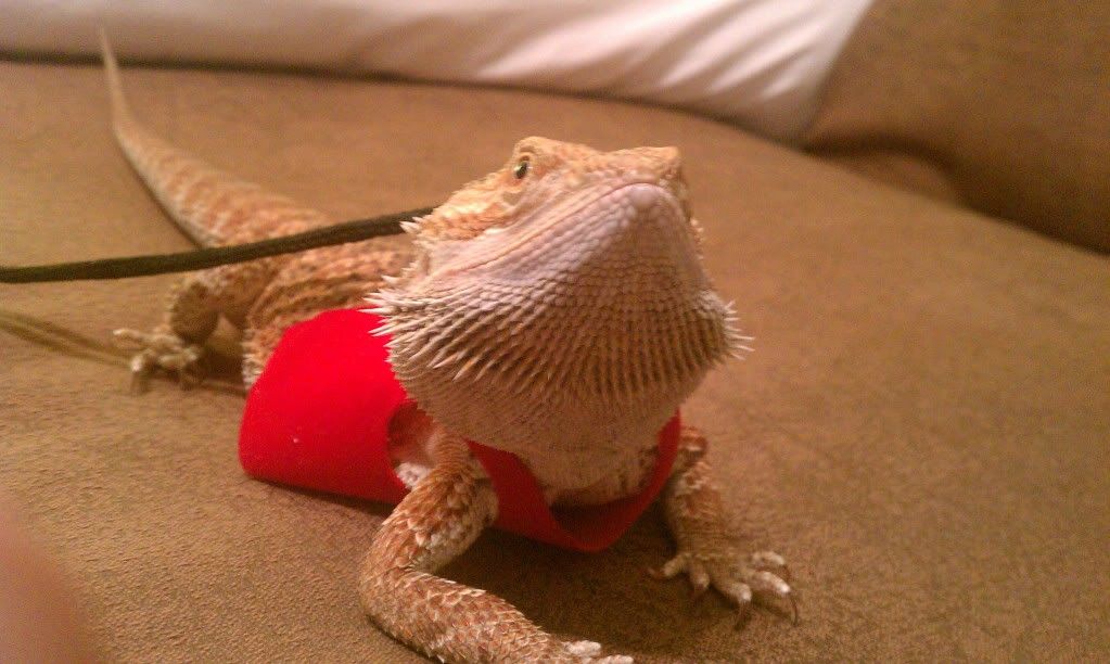 Cinders new homemade leash!!! • Bearded Dragon . org