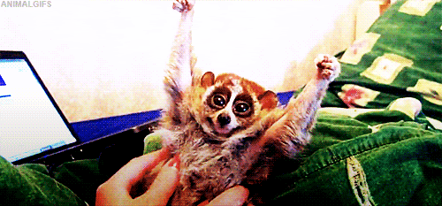 slowloris.gif