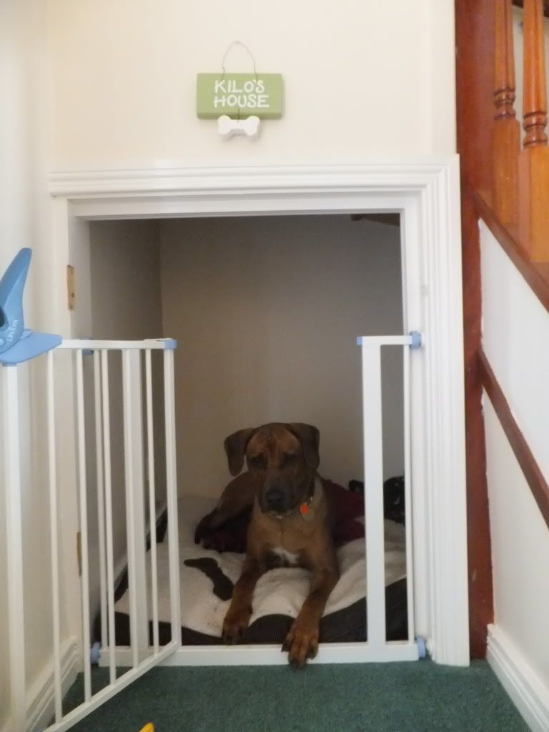 A dog and dog bed under a staircase